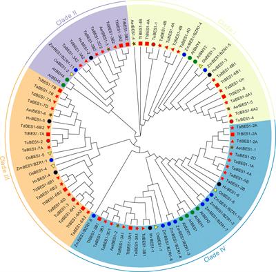 BRI1 EMS SUPPRESSOR1 genes regulate abiotic stress and anther development in wheat (Triticum aestivum L.)